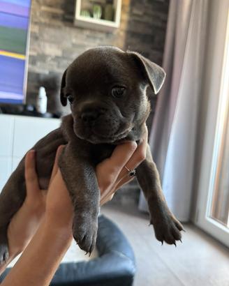 Bulldog francese