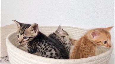 Gatti Savannah top generazione