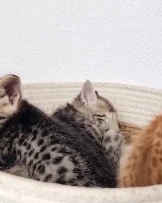 Gatti Savannah top generazione