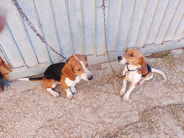 Cani da caccia Beagle x segugio