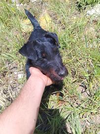 Jagd terrier