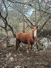 Cavalla Tpr non inscritta