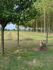 Pensione per cavalli - Ambiente tranquillo