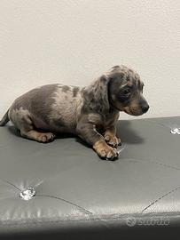 Bassotto Arlecchino blu