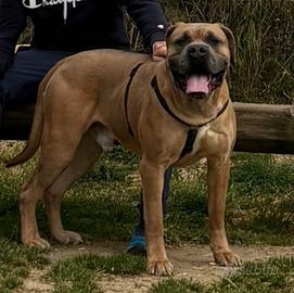 Cane corso
