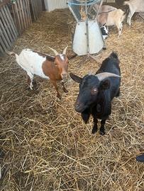 Trio caprette tibetane