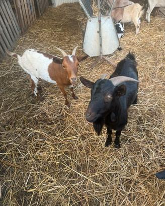 Trio caprette tibetane