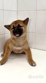 Shiba inu