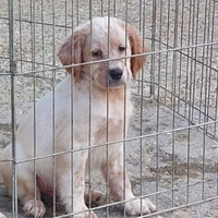 Cucciolone setters inglese prestigiose linee