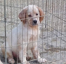 Cucciolone setters inglese prestigiose linee