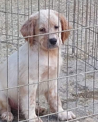 Cucciolone setters inglese prestigiose linee