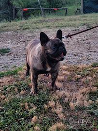 Bull dog francesi adulti bouledogue