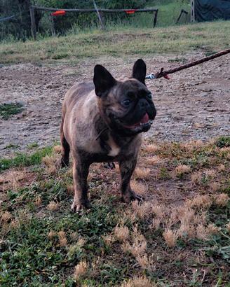 Bull dog francesi adulti bouledogue