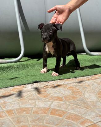 Cucciola di pitbull