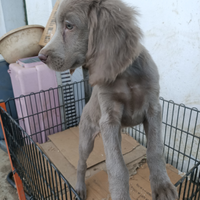 Weimaraner femmina ultima cucciola disponibile