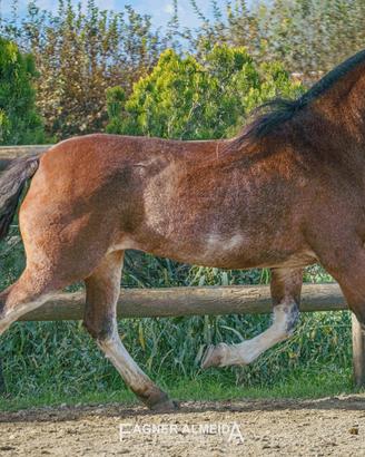 Fatrice criola puro pedigree