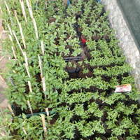 Piantine di pomodoro e fiori misti