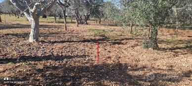 Terreno agricolo Modugno