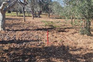 Terreno agricolo Modugno