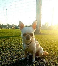 Chihuahua top