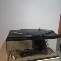 acquario