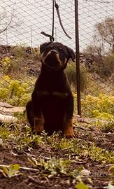 Rottweiler femmina 3 mesi