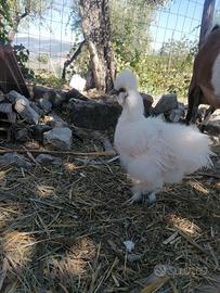 Gallo moroseta