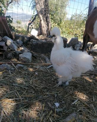 Gallo moroseta