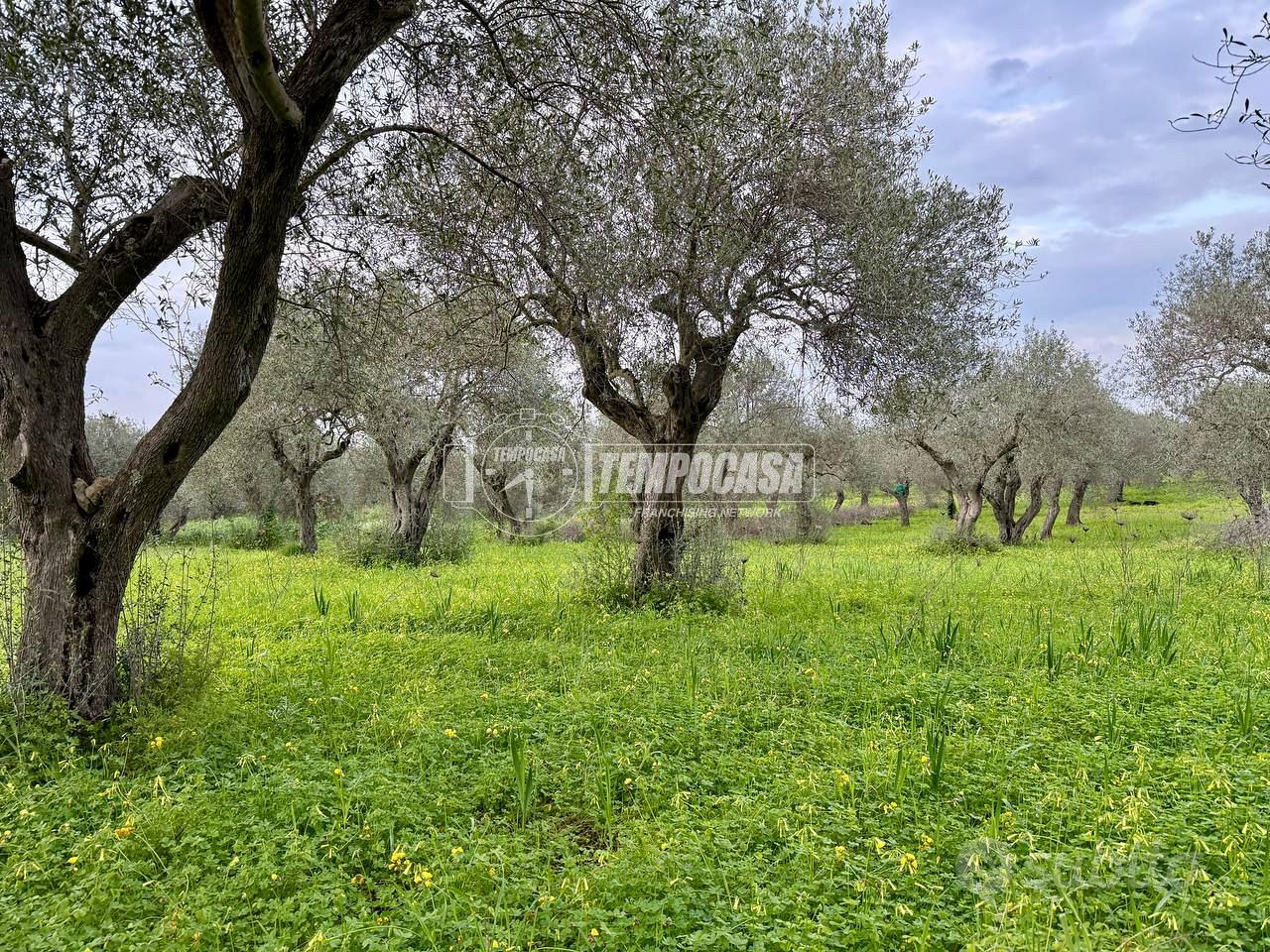 Terreno - Uliveto - Sorso - Vista 4