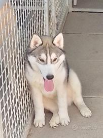 Siberian Husky
