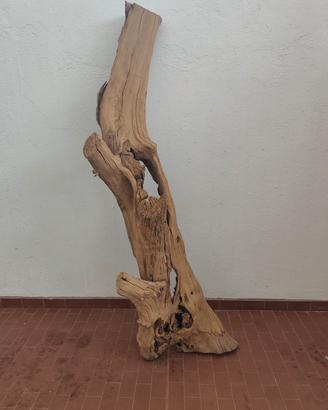 tronco in olivo