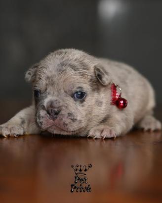 Cuccioli di bulldog francese