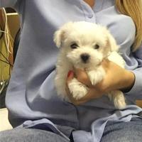 Femmina maltese mini