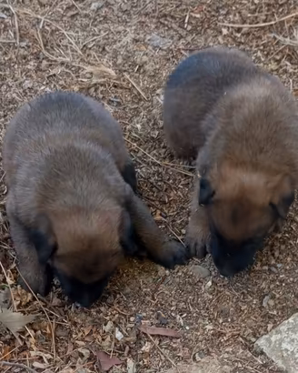 pastore belga malinois