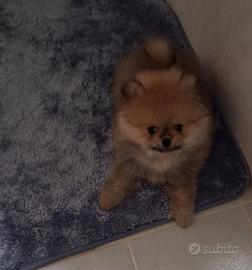 Spitz