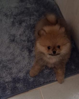 Spitz