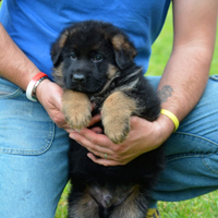 Cuccioli pastore tedesco