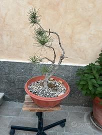 Pre Bonsai  Pino Nero Italiano