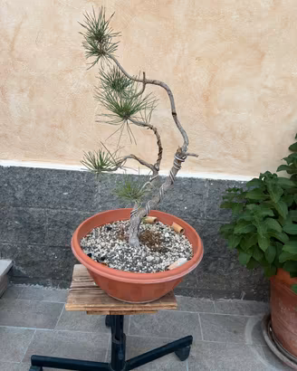 Pre Bonsai  Pino Nero Italiano