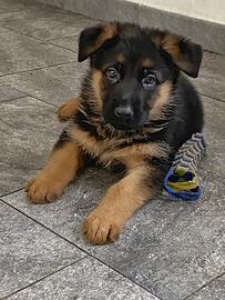 Cuccioli di pastore tedesco