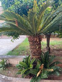 Cycas revoluta