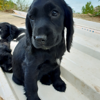 Cuccioli Cocker spaniel disponibili