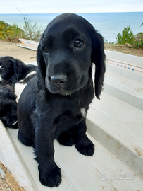 Cuccioli Cocker spaniel disponibili