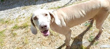 Weimaraner grigio argento