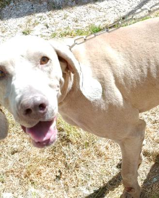 Weimaraner grigio argento