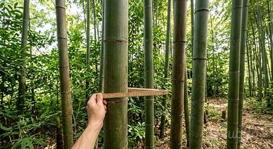 Canne di Bambù MOSO Gigante mature Taglio e Ritiro