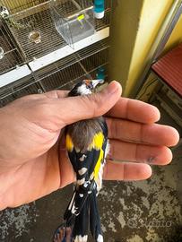 Cardellino