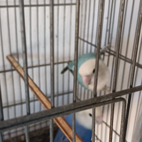 Inseparabili e cocorite