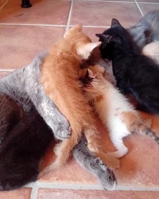 Gattini di circa due mesi