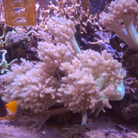 Coralli molli